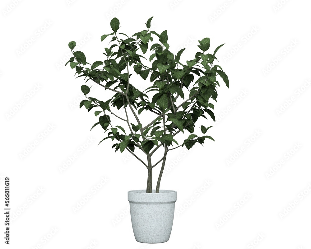 3D realistic vector icon illustration potted plants for the interior.Use as Indoor Plants for interior. Isolated on white background.3D Rendering. 3D realistic vector icon illustration potted plants for the interior.Use as Indoor Plants for interior. Isolated on white background.3D Rendering.