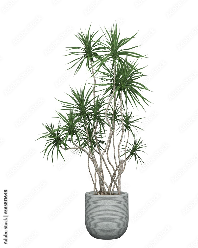 3D realistic vector icon illustration potted plants for the interior.Use as Indoor Plants for interior. Isolated on white background.3D Rendering. 3D realistic vector icon illustration potted plants for the interior.Use as Indoor Plants for interior. Isolated on white background.3D Rendering.