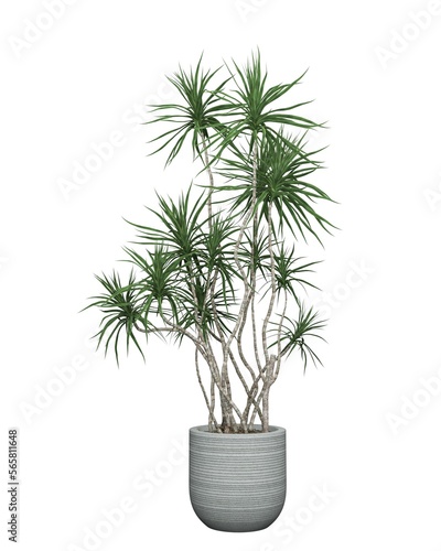 3D realistic vector icon illustration potted plants for the interior.Use as Indoor Plants for interior. Isolated on white background.3D Rendering.