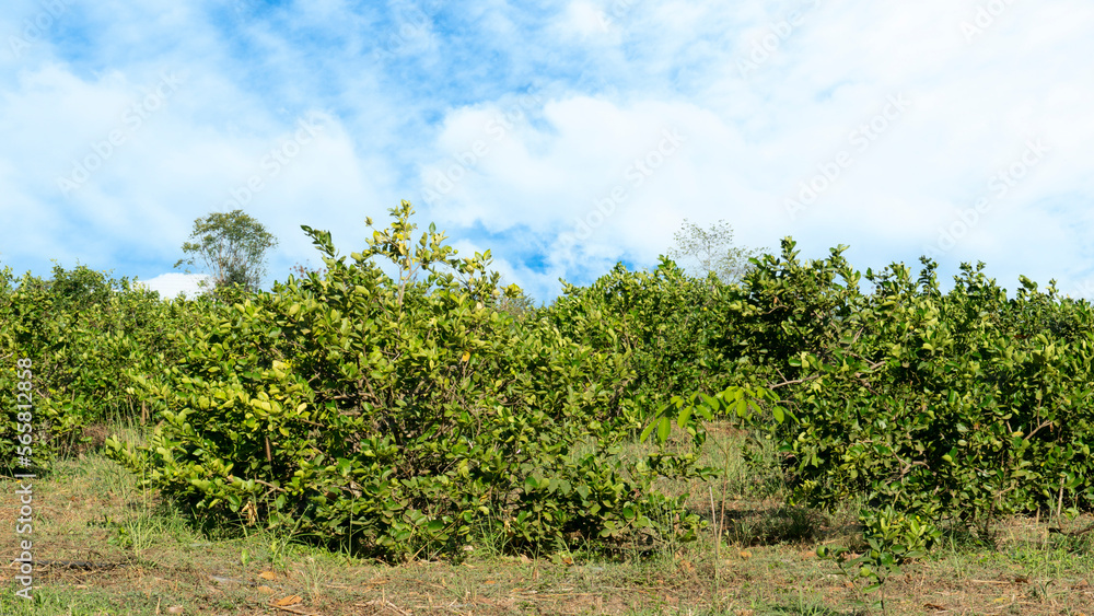 Lemon tree garden with full green fruit. Environment under the blue sky and white clouds.