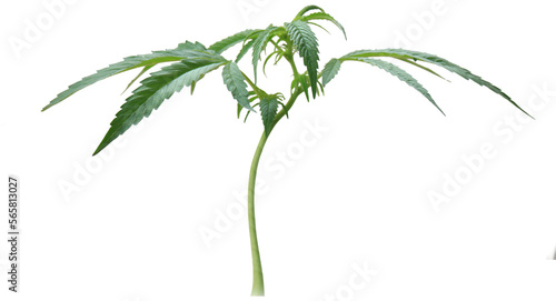 Cannabis plant with a transparent background.
