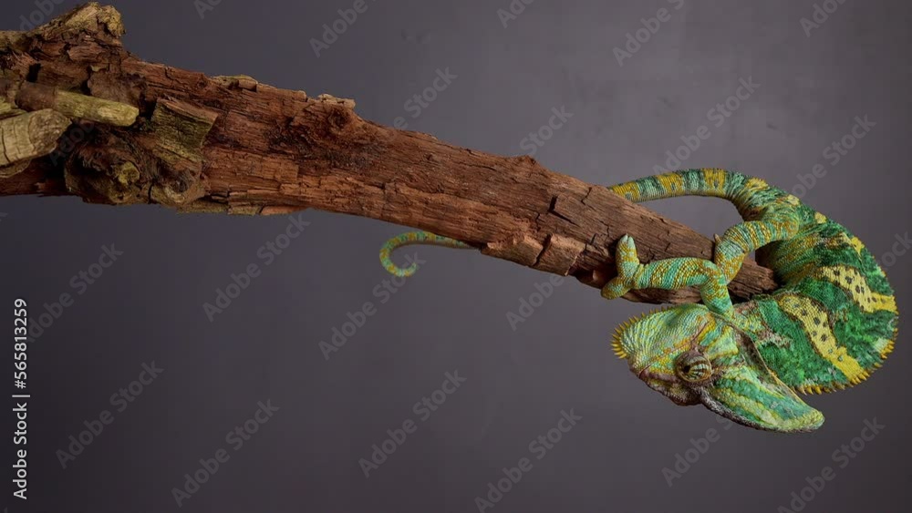 Veiled Chameleon, Chamaeleo calyptratus sits on branch and look in different directions close-up on a grey background. 4k raw slow motion footage of exotic pet, animals Veiled Chameleon, Chamaeleo calyptratus sits on branch and look in different directions close-up on a grey background. 4k raw slow motion footage of exotic pet, animals