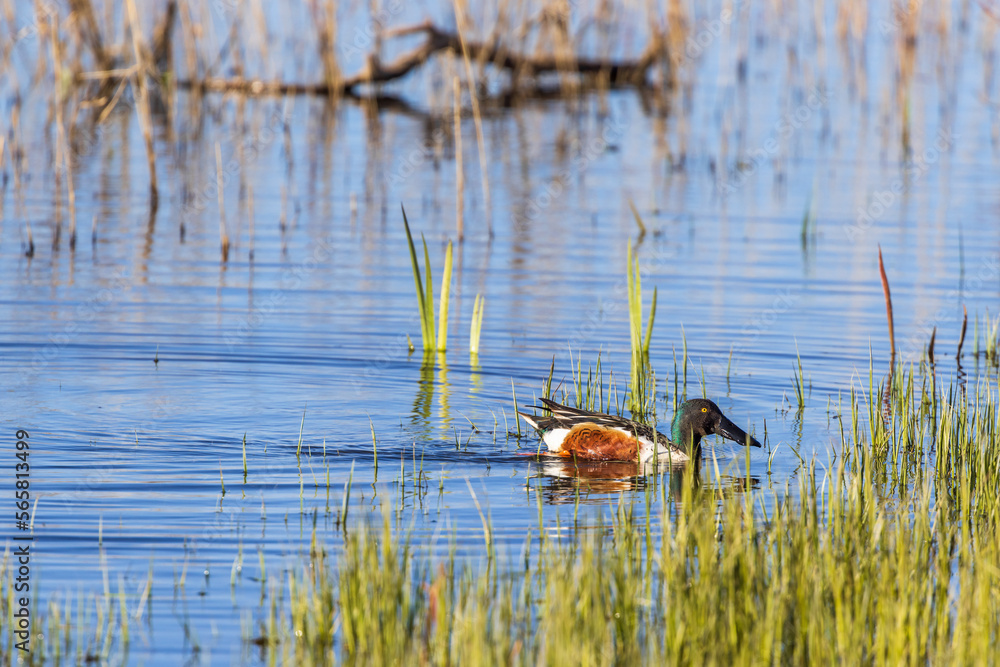 Northern shoveler swimming at the water's edge Northern shoveler swimming at the water's edge
