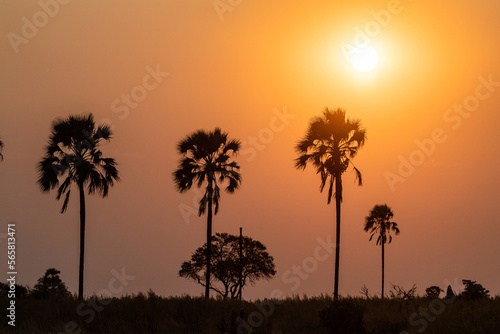 Telephoto shot of the setting sun against a background of palm trees in the Okavango Delta  Botswana.