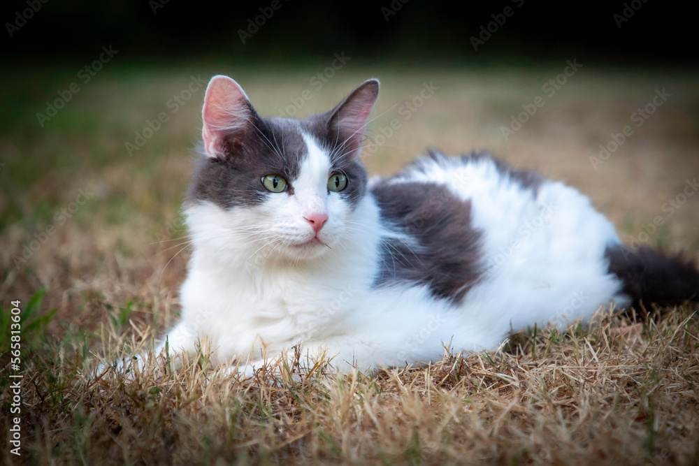 A cat posing on the grass