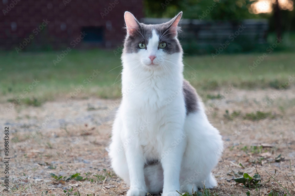 A cat posing on the grass