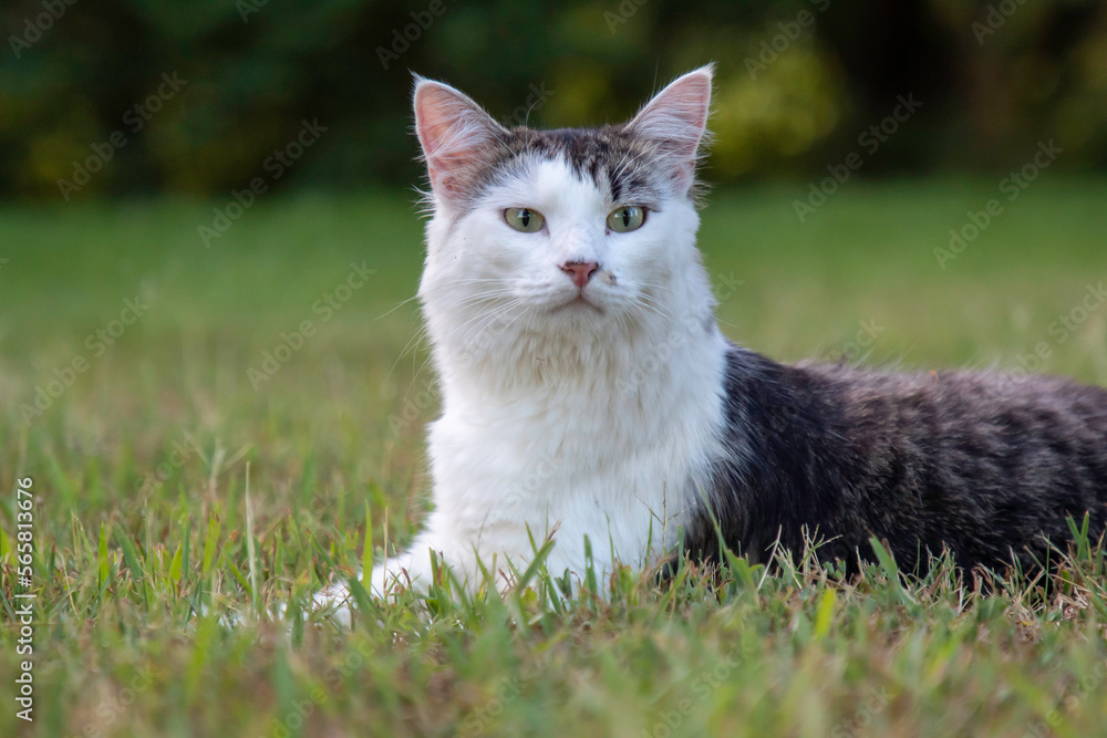 A cat posing on the grass