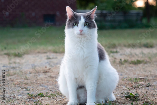 A cat posing on the grass © Robert