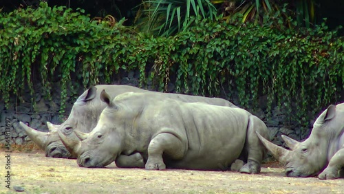 Rhinos lie on the ground sleeping, zoo photo