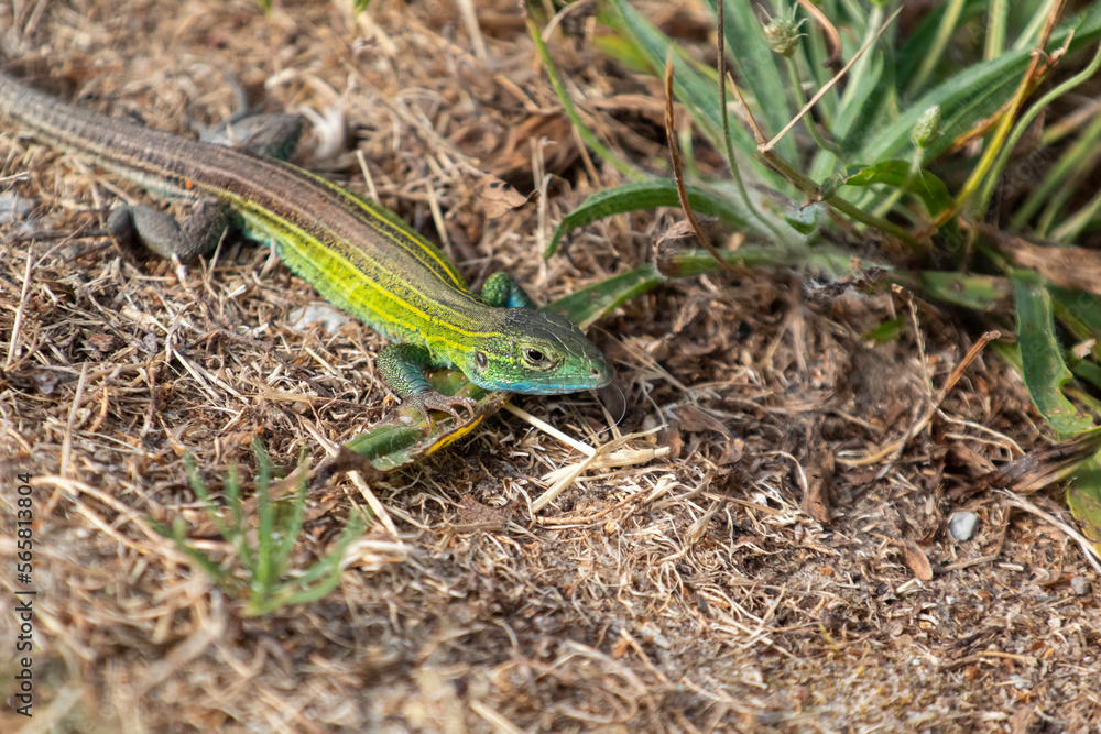 A prairie Race runner lizard A prairie Race runner lizard