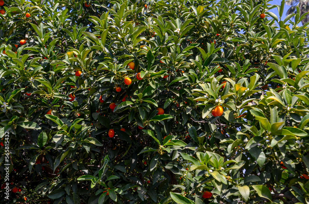 ripe kumquats on the trees in California Citrus State Historic Park (Riverside, California, USA)	