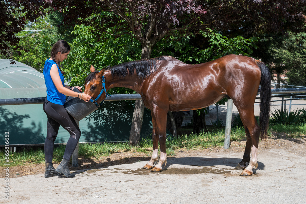 Young female giving water to horse Young female giving water to horse