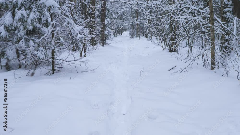Slow winter walking on a path in the woods among the tall spruces Slow winter walking on a path in the woods among the tall spruces