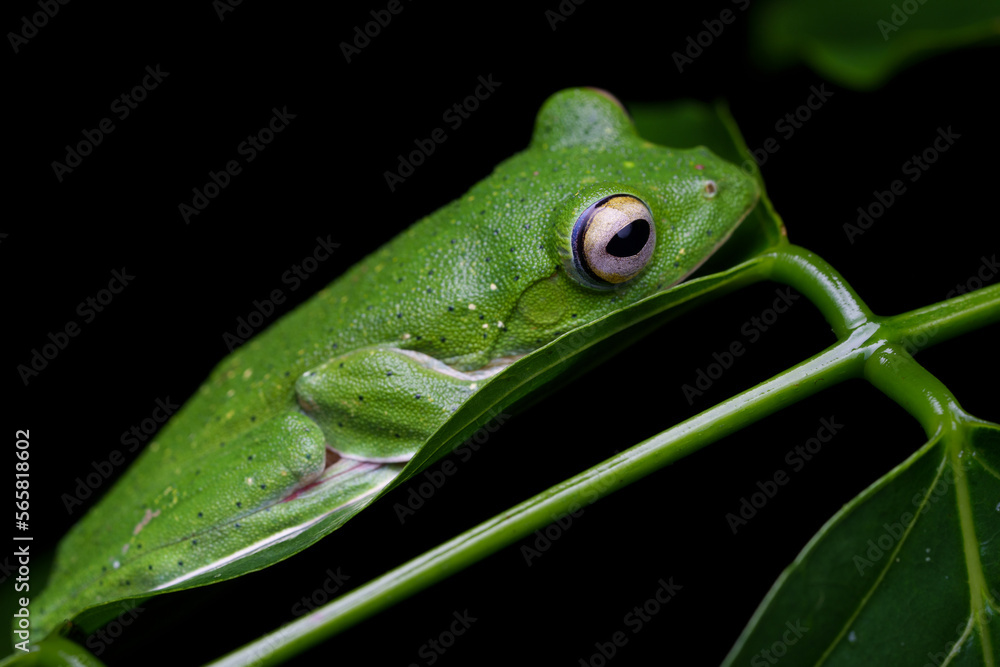Obraz premium Malabar gliding frog (Rhacophorus malabaricus) is a rhacophorid tree frog species found in the Western Ghats of India.