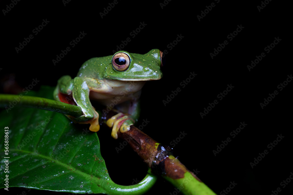 Malabar gliding frog (Rhacophorus malabaricus) is a rhacophorid tree frog species found in the Western Ghats of India. Malabar gliding frog (Rhacophorus malabaricus) is a rhacophorid tree frog species found in the Western Ghats of India.