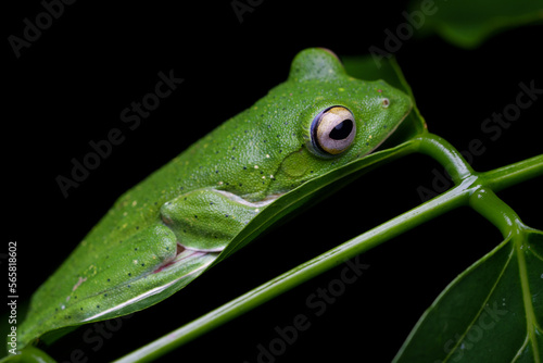 Malabar gliding frog (Rhacophorus malabaricus) is a rhacophorid tree frog species found in the Western Ghats of India.