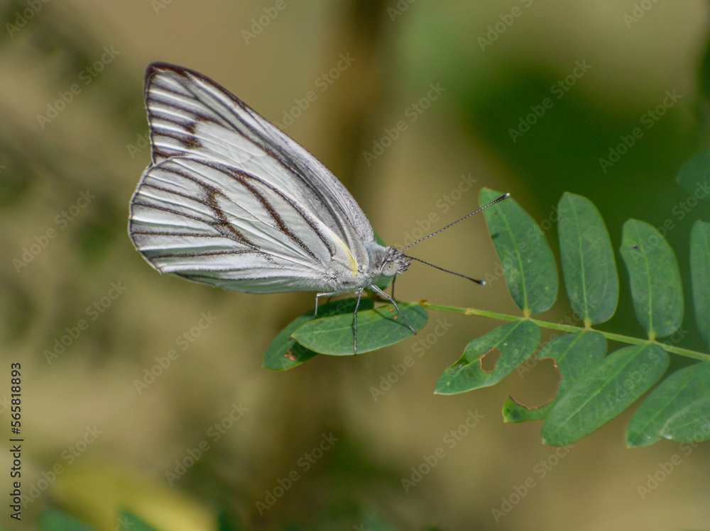 A striped albatross butterfly perching on a leaf. A striped albatross butterfly perching on a leaf.