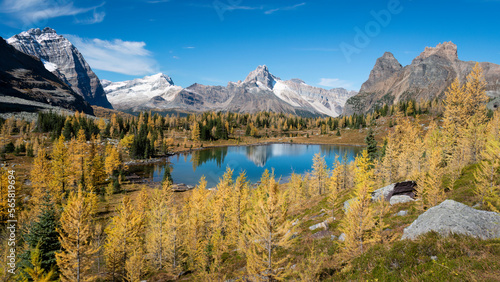 Autumn colors at Lake O'Hara, Yoho National Park. Canadian Rockies.