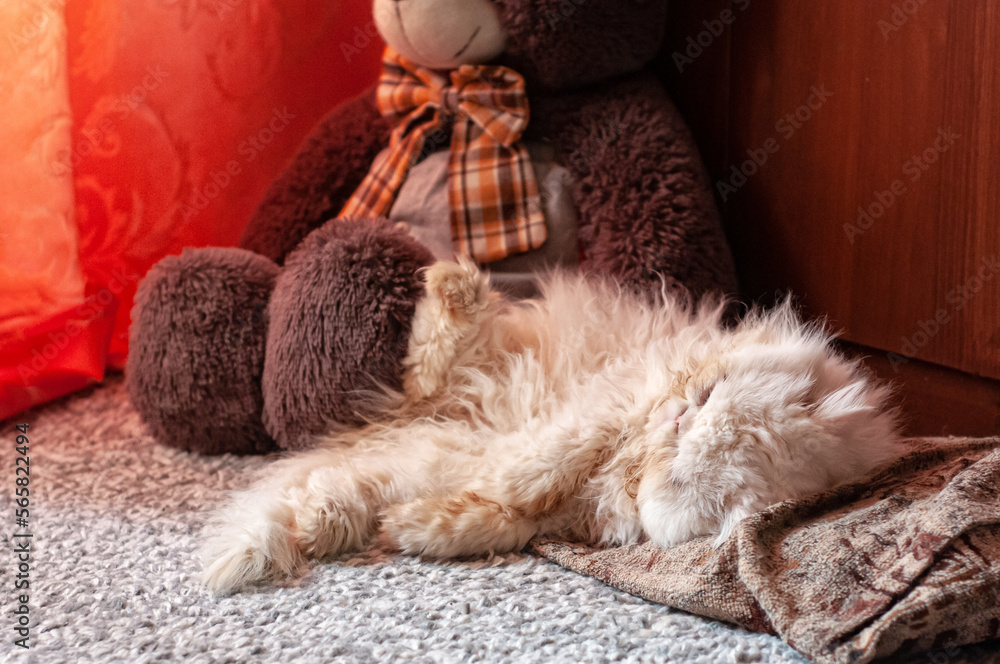 Fototapeta premium A white Persian cat sleeps on the floor in a room next to a toy bear..