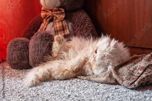 A white Persian cat sleeps on the floor in a room next to a toy bear...