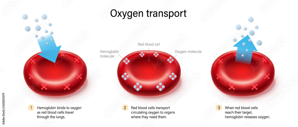 Oxygen Transport Oxygen Binds To Hemoglobin And Is Released By Red 