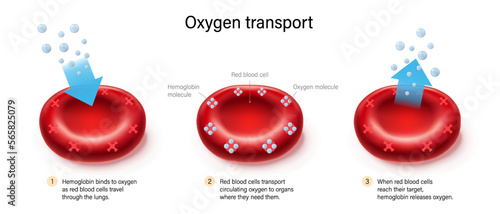 Oxygen transport. Oxygen binds to hemoglobin and is released by red blood cells. Gas exchange mechanism. photo