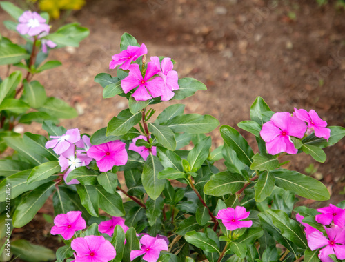 Fototapeta Naklejka Na Ścianę i Meble -  Beautiful pink flowers on a plant in the park.