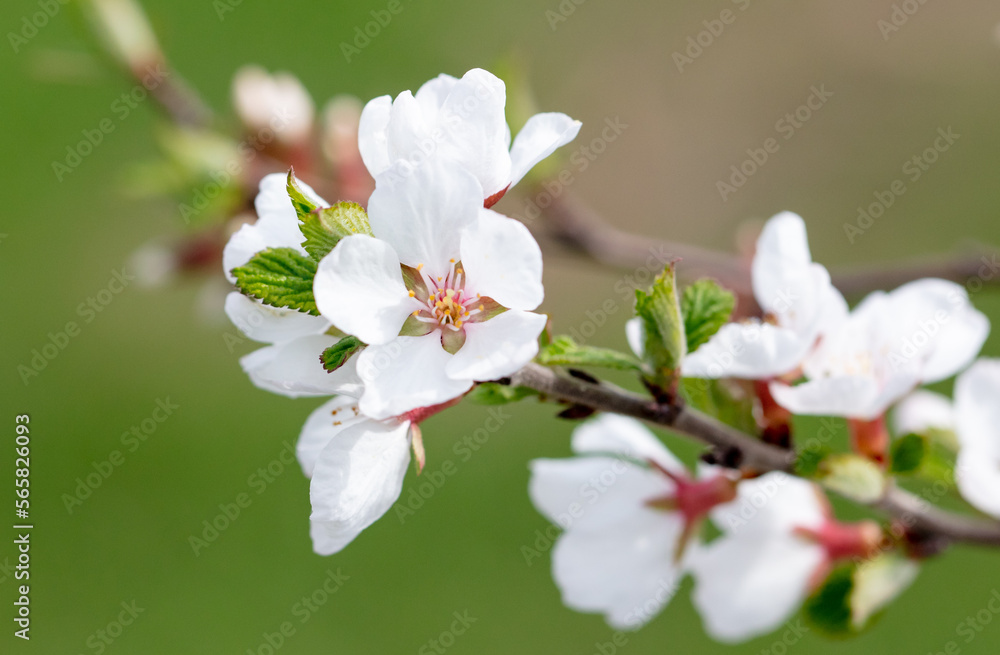 Cherry blossoms on a tree in spring. Cherry blossoms on a tree in spring.