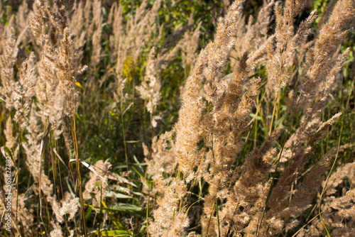 Fluffy Wild Flower Plants beautiful picture on your desktop