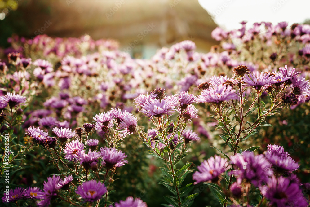 Obraz premium bright purple flowers chrysanthemums near an old wooden house in the sun's rays 1