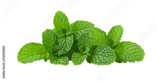 Mint leaves on transparent png photo