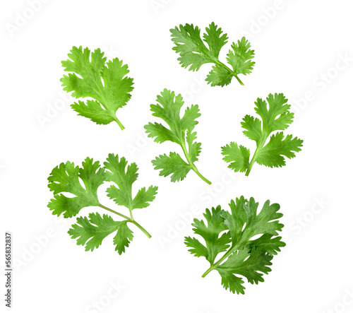 Coriander leaf isolated on transparent png photo