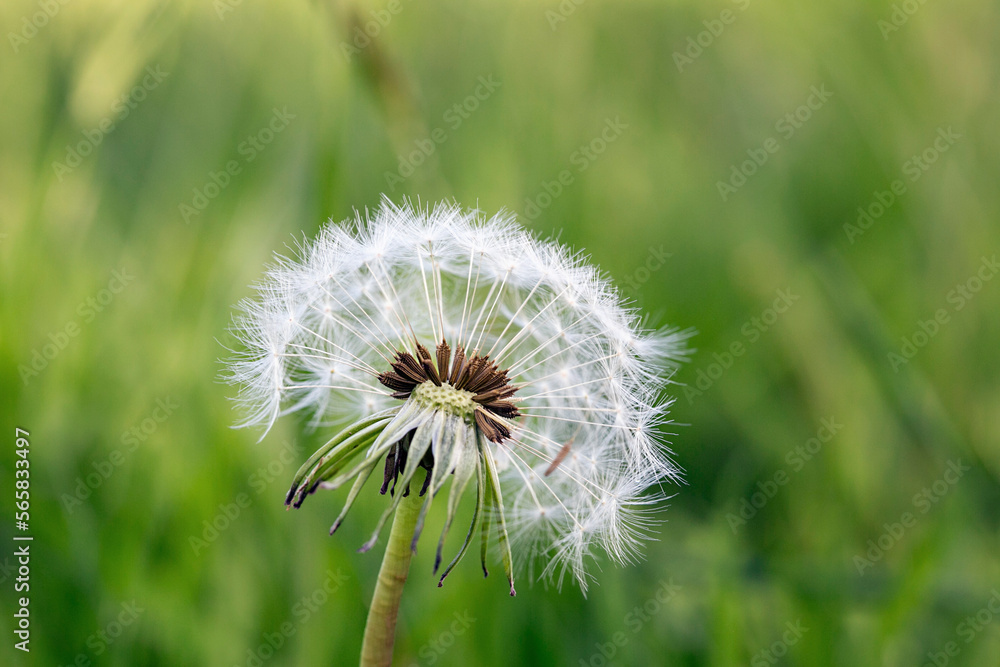 Fototapeta premium Dandelion weed with selective focus - Taraxacum is a large genus of flowering plants in the family Asteraceae, which consists of species commonly known as dandelions.
