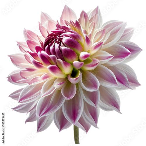 flowerm15 dahlia flora blossom bloom petal nature garden floweret floret purple pink white flower plant tree transparent background cutout