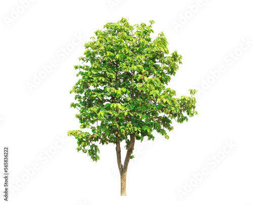 isolated big tree on White Background. tropical trees isolated used for design, advertising and architecture