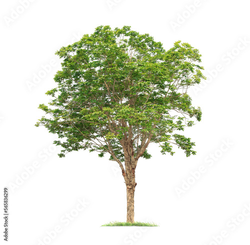 isolated big tree on White Background. tropical trees isolated used for design  advertising and architecture
