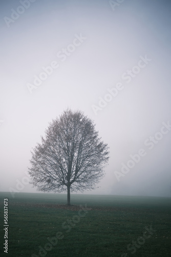 tree in fog