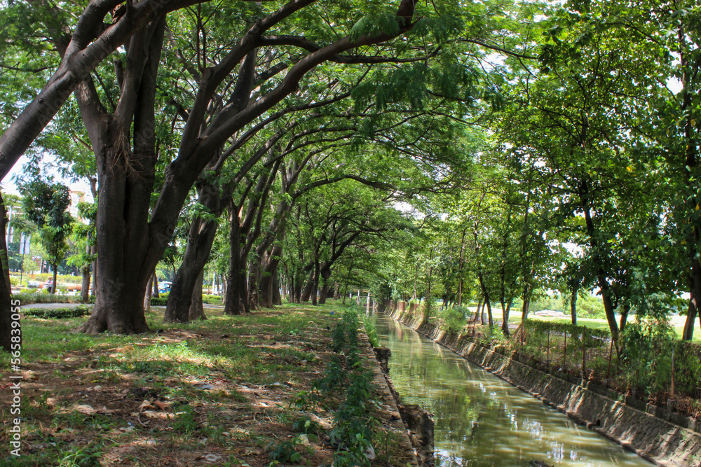 fortrait of urban forest with shady trees and river below