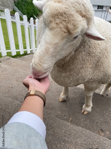 Sheep animal in wooden barn photo