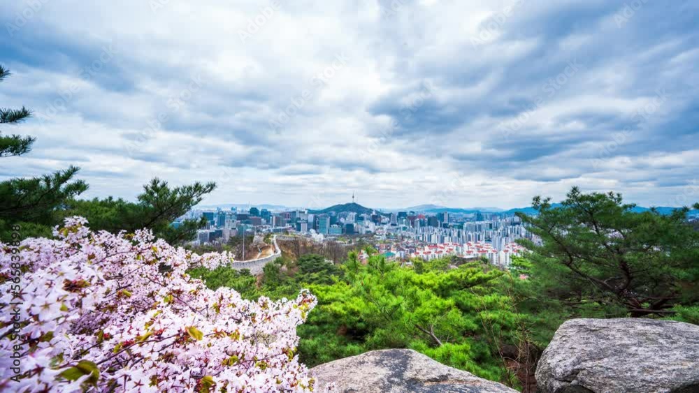 Landscape of Seoul South Korea in spring and cherry blossoms Landscape of Seoul South Korea in spring and cherry blossoms
