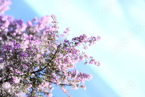 ピンクの小さな花いっぱい　エリカ