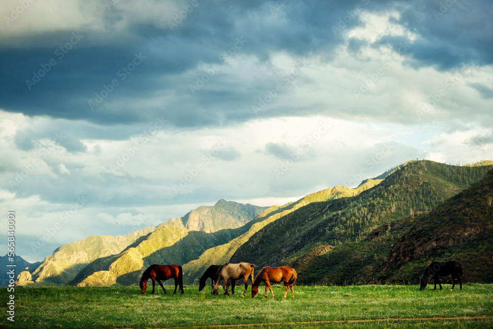 Horses grazing in green picturesque mountain valley. Animal husbandry in the highlands.