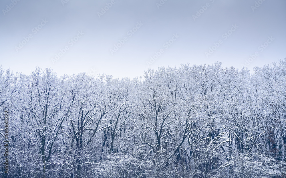 Frozen winter forest under cloudy sky after a massive snowfall. Nature landscape during winter. Frozen winter forest under cloudy sky after a massive snowfall. Nature landscape during winter.