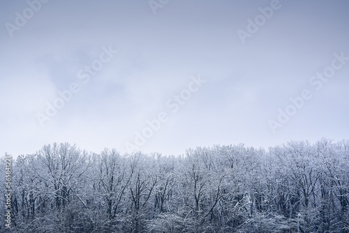 Frozen winter forest under cloudy sky after a massive snowfall. Nature landscape during winter.