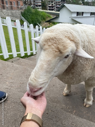 Sheep animal in wooden barn photo