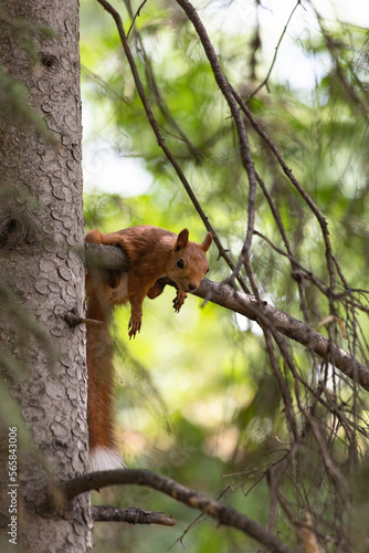 squirrel on tree © tot161rus