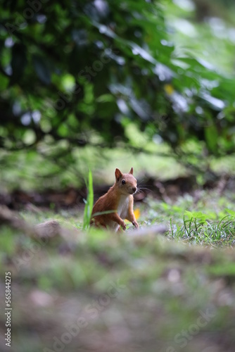 squirrel in the park © tot161rus
