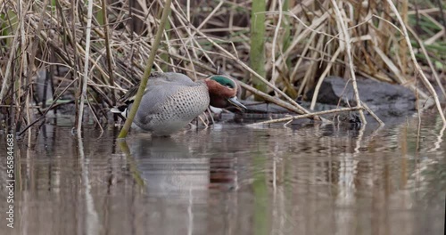 eurasian teal cleaning his feathers photo