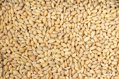 Pearl barley. Texture of barley porridge.