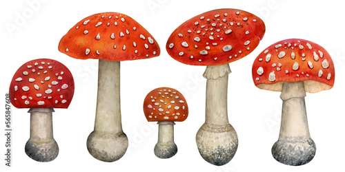 Watercolor drawing of mushrooms. A set of fly agarics. Made by hand. 